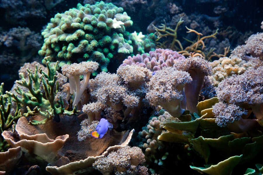 How AI is Revolutionizing Coral Reef Restoration